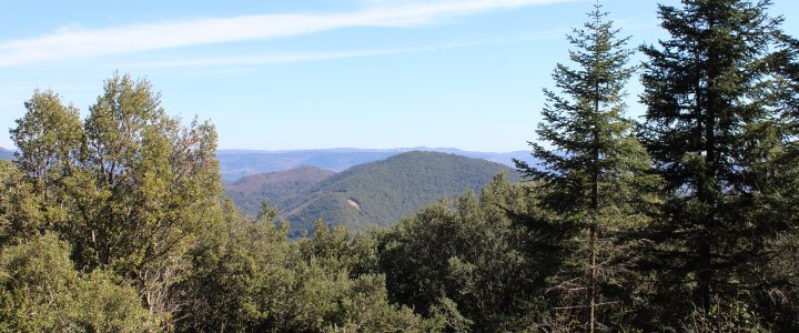 CONSOLIDATION DES RELATIONS ENTRE LES TERRITOIRES FORESTIERS ET LES COMMUNES FORESTIERES CONSOLIDATION DES RELATIONS ENTRE LES TERRITOIRES FORESTIERS ET LES COMMUNES FORESTIERES