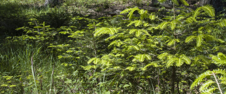 Les Assises 2024 de la forêt et du bois sur le Massif Central – 8 mars 2024 Les Assises 2024 de la forêt et du bois sur le Massif Central – 8 mars 2024