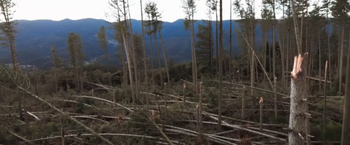 Tempêtes : nos forêts et nos paysages durement touchés