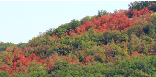 Canicules à répétition : les forêts d’Occitanie sous tension Canicules à répétition : les forêts d’Occitanie sous tension